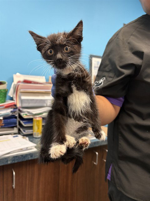 A169425, Baby Domestic Short Hair (medium coat), cat for adoption in Bakersfield, California