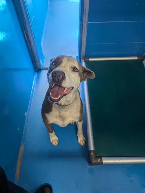 Dobby - Pit Bull Terrier