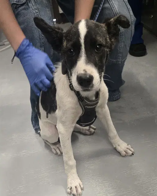 Unknown - Terrier