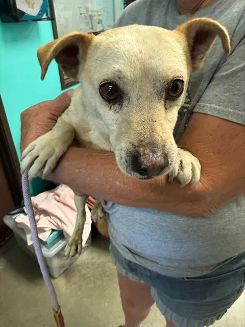 Unknown - Chihuahua