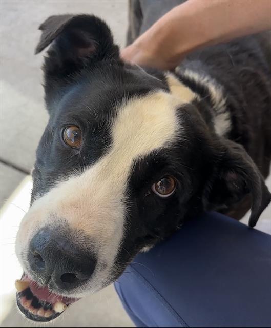 GUS