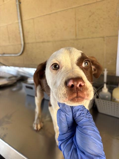 A169196, an adoptable Pit Bull Terrier in Bakersfield, CA