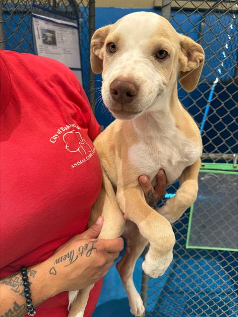 A169283, an adoptable Pit Bull Terrier in Bakersfield, CA