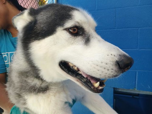 A169395, an adoptable Siberian Husky in Bakersfield, CA