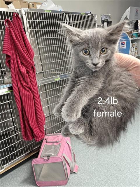 A169554, an adoptable Domestic Long Hair in Bakersfield, CA