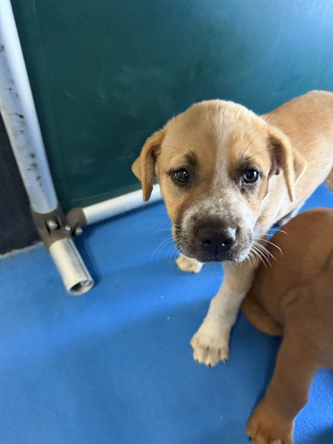A169610, an adoptable Labrador Retriever in Bakersfield, CA