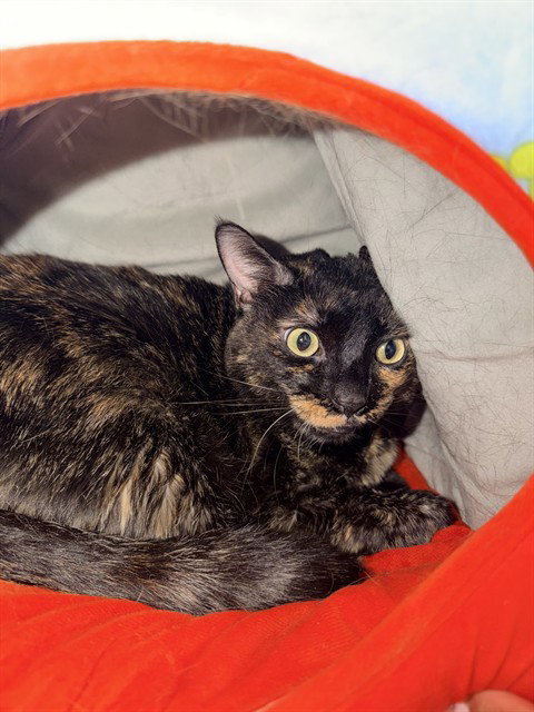 TORTA, an adoptable Domestic Short Hair in Bakersfield, CA