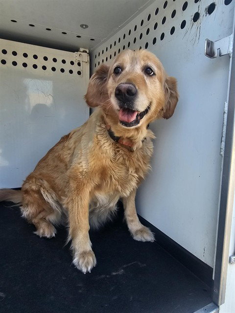 A169647, an adoptable Golden Retriever in Bakersfield, CA