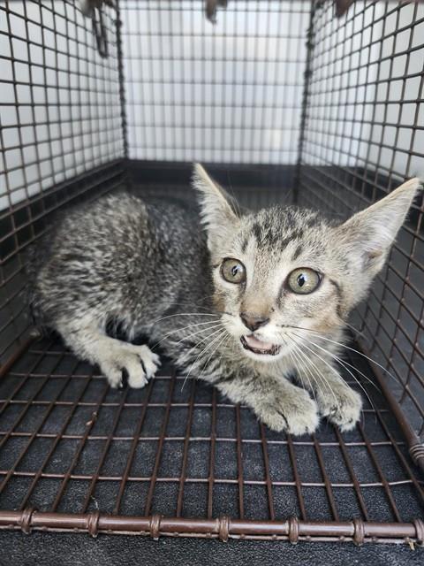 A169641, an adoptable Domestic Short Hair in Bakersfield, CA
