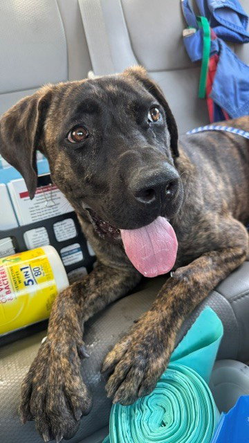 A169580, an adoptable Mastiff in Bakersfield, CA