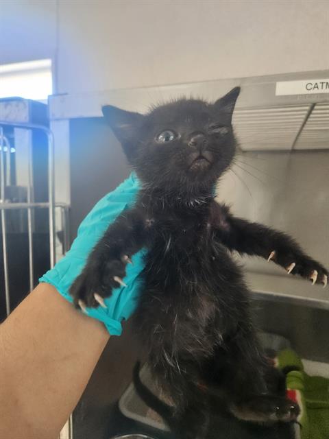 A169147, an adoptable Domestic Short Hair in Bakersfield, CA