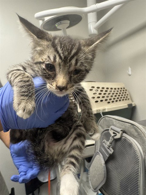 A169705, an adoptable Domestic Short Hair in Bakersfield, CA