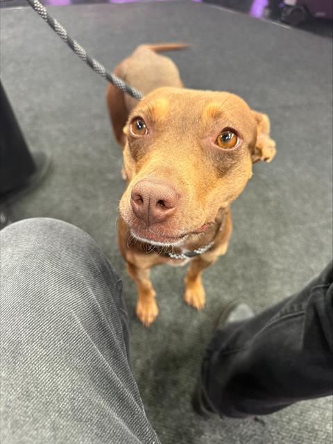 MOCHA