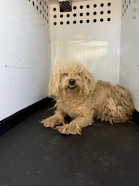 A169805, an adoptable Maltese in Bakersfield, CA