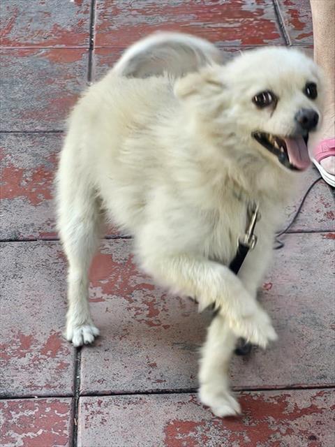 ZIPPY
