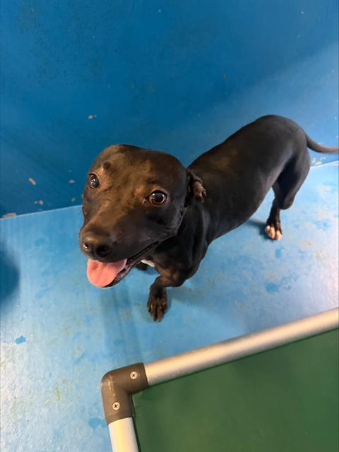 GIDGET - Dachshund available for adoption