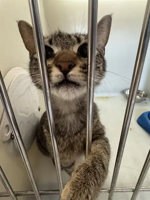 Mom Cat - Domestic Short Hair