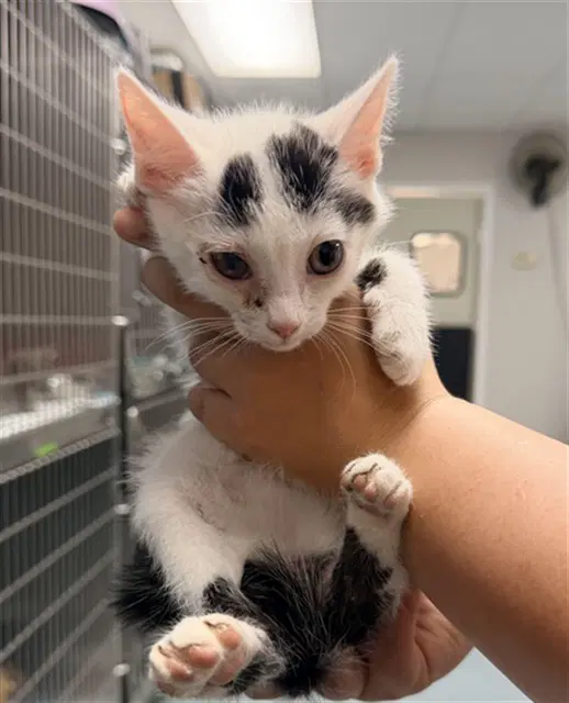 Unknown - Domestic Short Hair