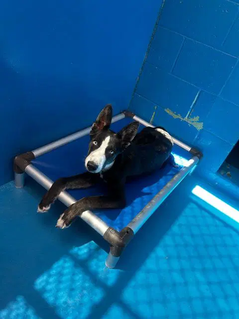 Unknown - Border Collie