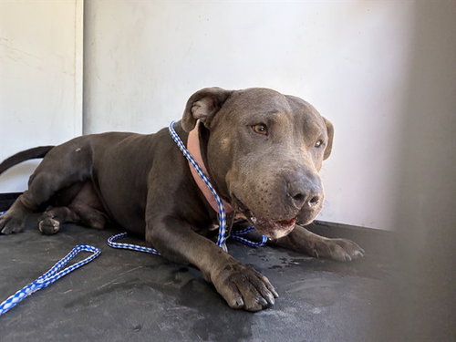 picture of the dog needing adoption