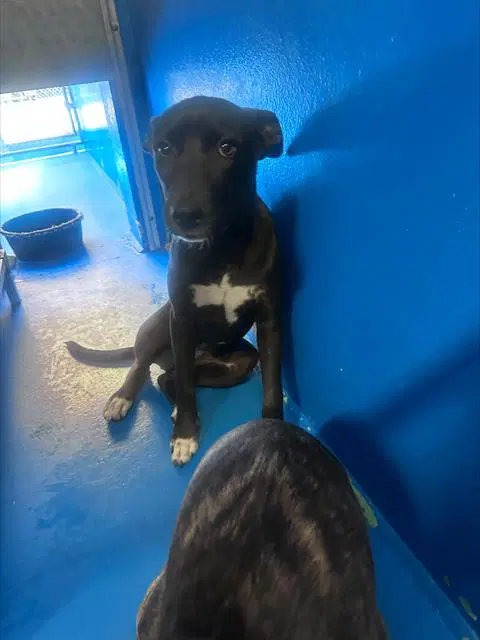 Unknown - Pit Bull Terrier