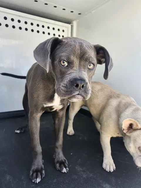 Unknown - Boxer