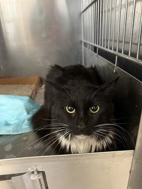 Unknown - Domestic Short Hair