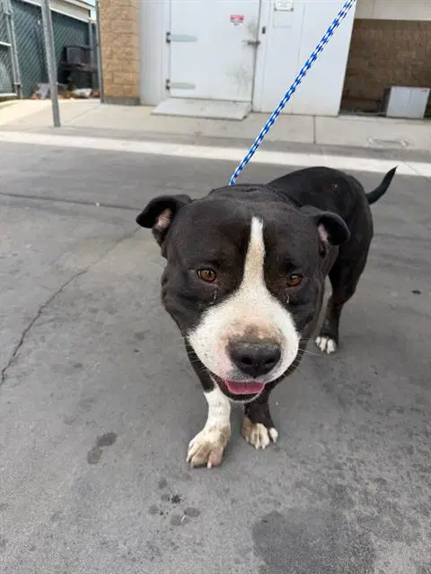 Unknown - Pit Bull Terrier