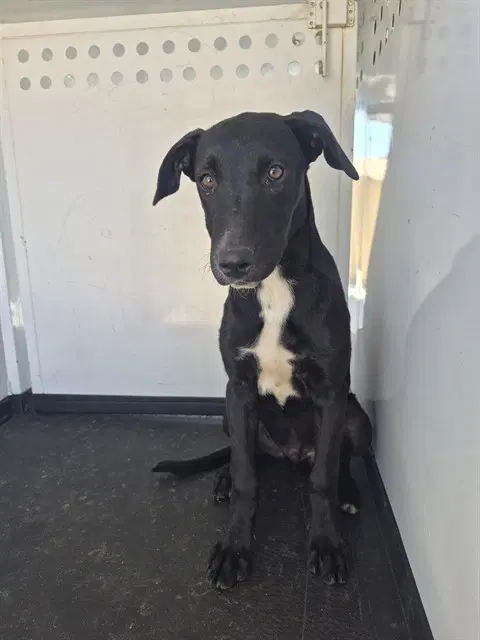 Unknown - Labrador Retriever