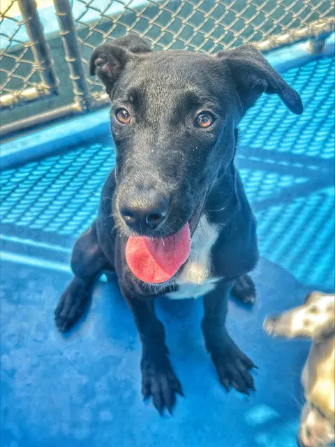 Jett - Labrador Retriever