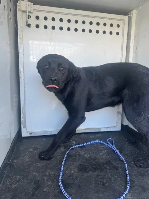 Unknown - Labrador Retriever