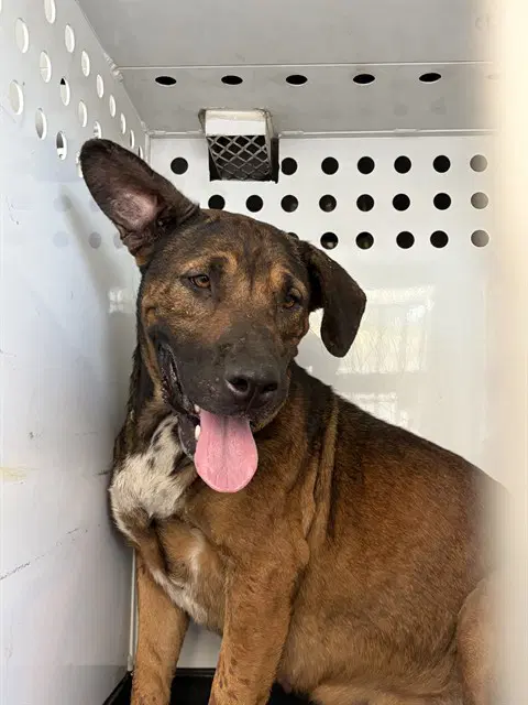 Unknown - German Shepherd Dog