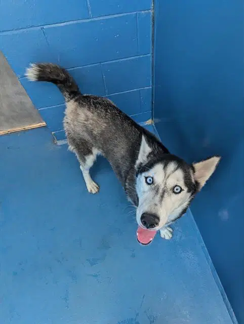 Unknown - Siberian Husky