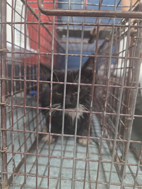 picture of the cat needing adoption