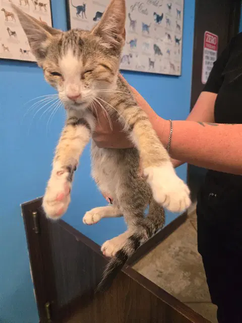 Unknown - Domestic Short Hair