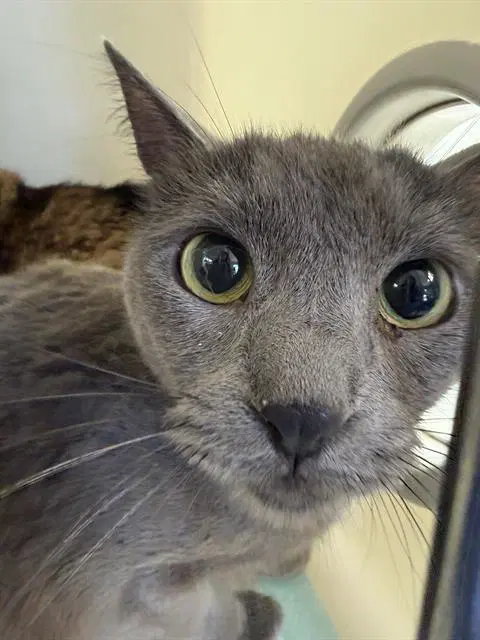 Unknown - Domestic Short Hair