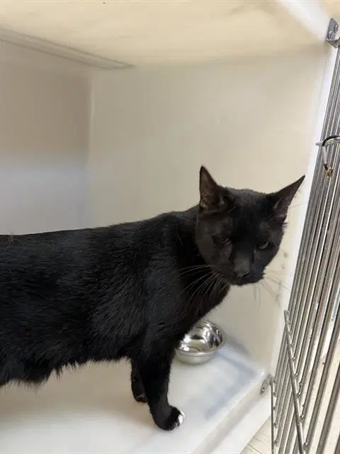 Unknown - Domestic Short Hair