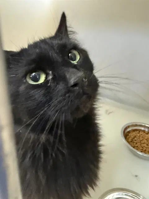 Unknown - Domestic Medium Hair