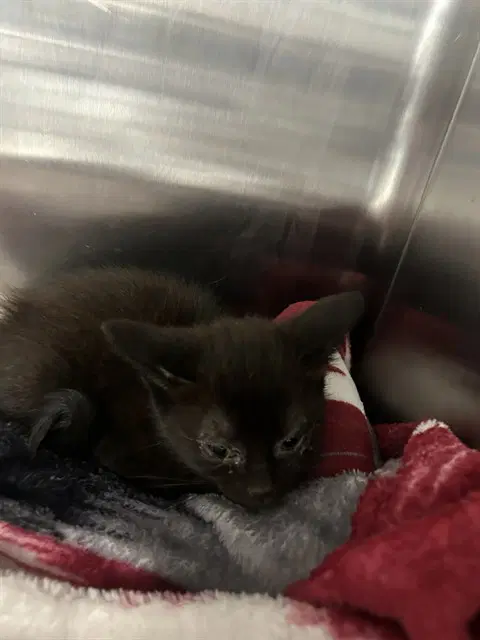 Sandy - Domestic Short Hair