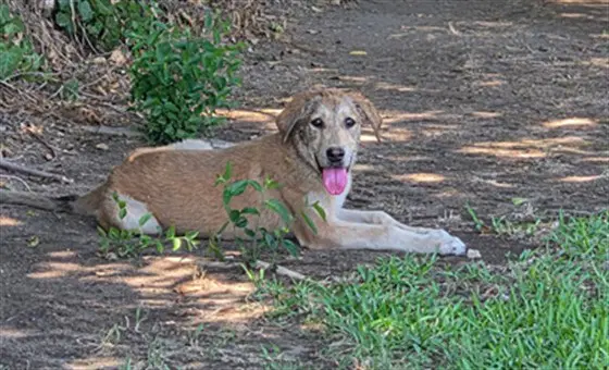 Unknown - Anatolian Shepherd