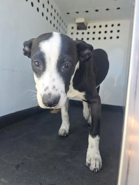 Unknown - Pit Bull Terrier