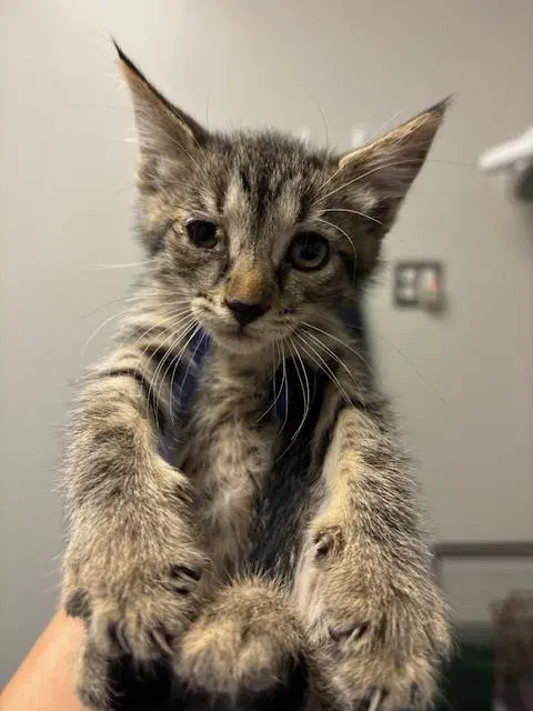 Unknown - Domestic Short Hair