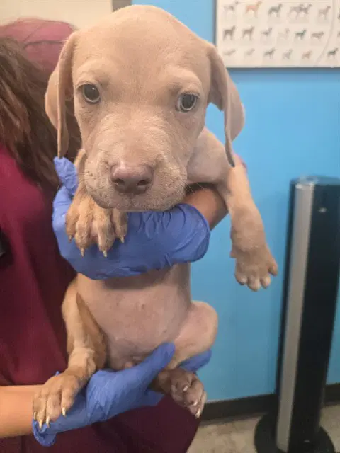 Unknown - Pit Bull Terrier