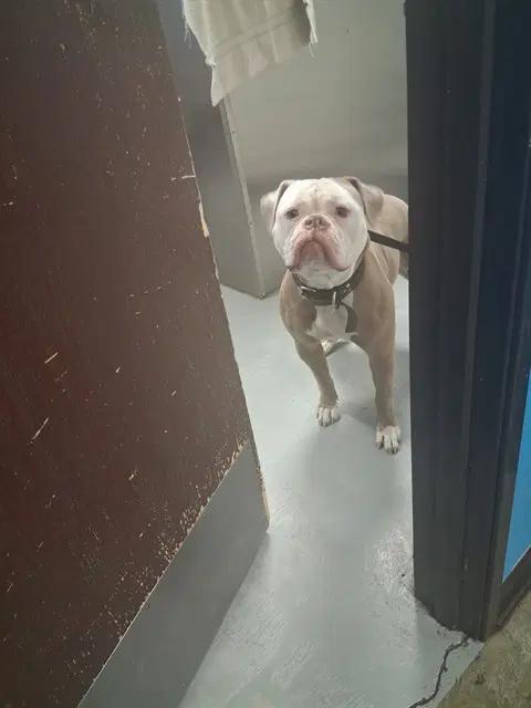 Stella - American Bulldog