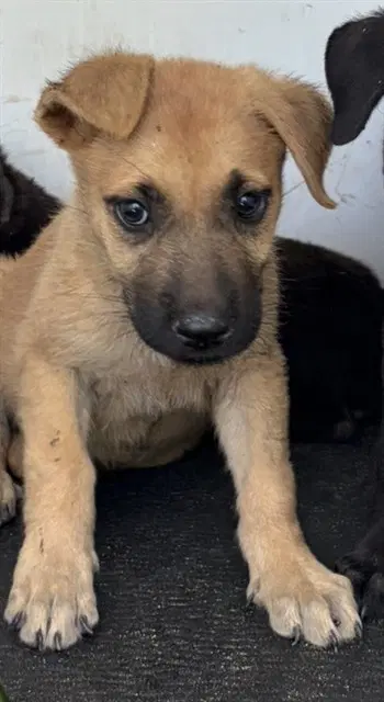 Unknown - German Shepherd Dog