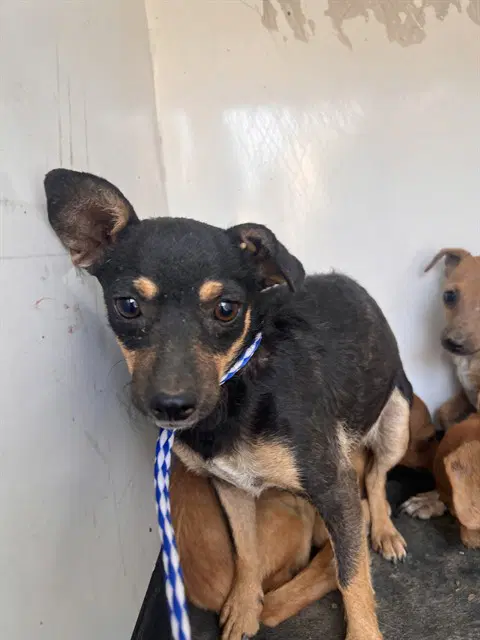 Unknown - Chihuahua