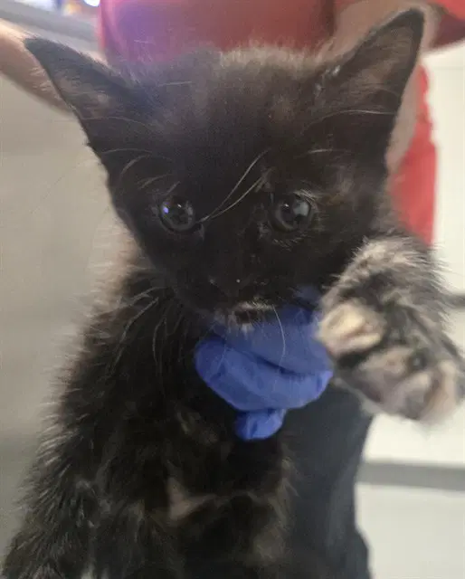 Unknown - Domestic Short Hair