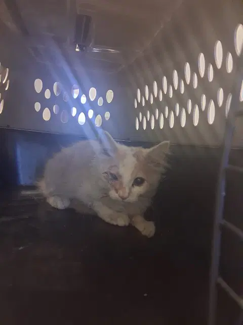Unknown - Domestic Medium Hair