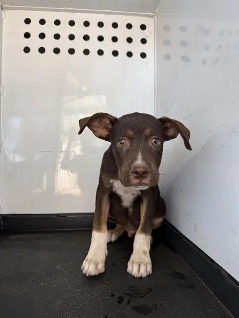 Unknown - Pit Bull Terrier