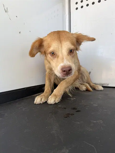 Unknown - Golden Retriever